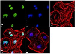 Di-Methyl-Histone H3 (Lys4) Rabbit anti-Human, Polyclonal, Invitrogen 100