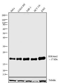 Di-Methyl-Histone H3 (Lys4) Rabbit anti-Human, Polyclonal, Invitrogen 100