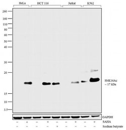 Invitrogen H4K16ac Polyclonal Antibody 100 &mu;g; Unconjugated:Antibodies,