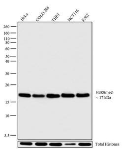 Invitrogen H3K9me2 Polyclonal Antibody 100 &mu;g; Unconjugated:Antibodies,