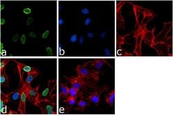 Invitrogen H3K9me2 Polyclonal Antibody 100 &mu;g; Unconjugated:Antibodies,