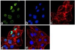 Invitrogen&trade;&nbsp;H3K9me3 Polyclonal Antibody