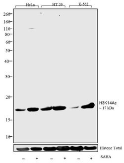 Invitrogen H3K14ac Polyclonal Antibody 100 &mu;g | Buy Online | Invitrogen&trade; | Fisher Scientific