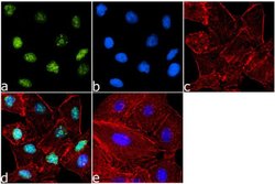 Invitrogen Phospho-Histone H4 (Ser1) Polyclonal Antibody 100 &mu;g; Unconjugated:Antibodies,