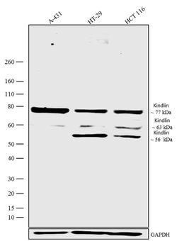 Invitrogen Kindlin Polyclonal Antibody 100 &mu;g; Unconjugated:Antibodies,