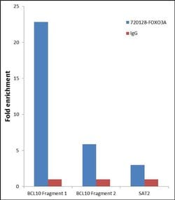 Invitrogen FOXO3A Polyclonal Antibody 100 &mu;g; Unconjugated:Antibodies,