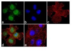 Invitrogen FOXO3A Polyclonal Antibody 100 &mu;g; Unconjugated:Antibodies,