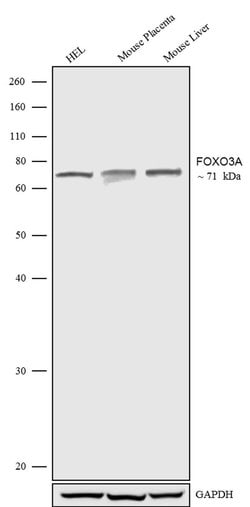 Invitrogen FOXO3A Polyclonal Antibody 100 &mu;g; Unconjugated:Antibodies,