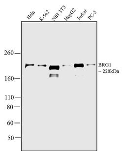 Invitrogen BRG1 Polyclonal Antibody 100 &mu;g; Unconjugated:Antibodies,