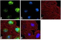 Invitrogen HRX Polyclonal Antibody 100 &mu;g; Unconjugated:Antibodies,