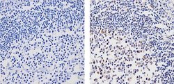 Invitrogen HRX Polyclonal Antibody 100 &mu;g; Unconjugated:Antibodies,