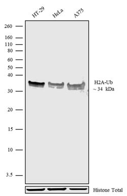 Invitrogen H2AK119ub Polyclonal Antibody 100 &mu;g | Buy Online | Invitrogen&trade; | Fisher Scientific