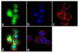 Invitrogen FOXO4 Polyclonal Antibody 100 &mu;g; Unconjugated:Antibodies,