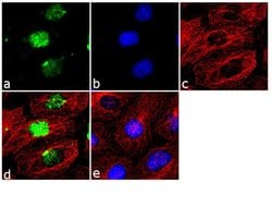 Invitrogen SOX15 Polyclonal Antibody 100 &mu;g; Unconjugated:Antibodies,