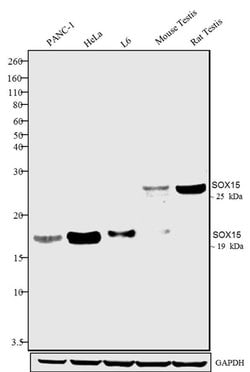 Invitrogen SOX15 Polyclonal Antibody 100 &mu;g; Unconjugated:Antibodies,