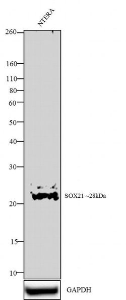 Invitrogen SOX21 Polyclonal Antibody 100 &mu;g; Unconjugated:Antibodies,