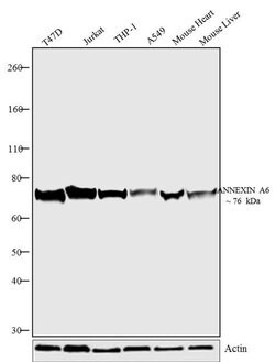 Invitrogen Annexin A6 Polyclonal Antibody 100 &mu;g; Unconjugated:Antibodies,