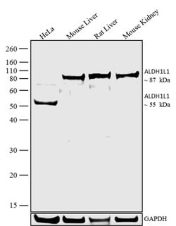 ALDH1L1 Polyclonal Antibody, Invitrogen 100 &mu;g | Buy Online | Invitrogen | Fisher Scientific