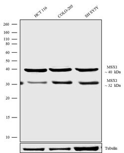 Invitrogen MSX1 Polyclonal Antibody 100 &mu;g; Unconjugated:Antibodies,