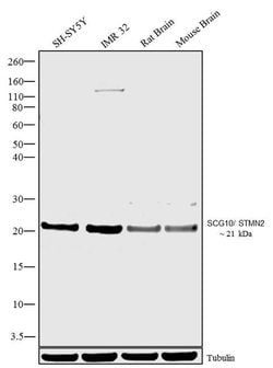 Invitrogen STMN2 Polyclonal Antibody 100 &mu;g; Unconjugated:Antibodies,
