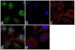 Invitrogen&trade;&nbsp;Apolipoprotein D Polyclonal Antibody