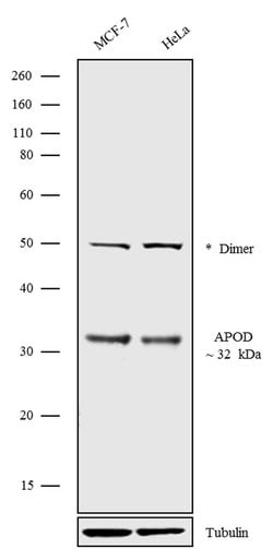 Invitrogen Apolipoprotein D Polyclonal Antibody 100 &mu;g | Buy Online | Invitrogen&trade; | Fisher Scientific