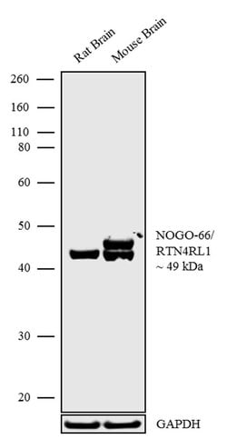 Invitrogen Nogo Receptor Polyclonal Antibody 100 &mu;g; Unconjugated:Antibodies,