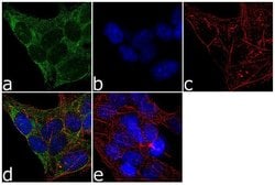 Invitrogen SMN1 Polyclonal Antibody 100 &mu;g; Unconjugated:Antibodies,