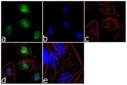 Invitrogen&trade;&nbsp;RBPJ Polyclonal Antibody