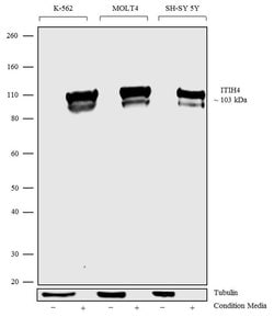 Invitrogen ITIH4 Polyclonal Antibody 100 &mu;g; Unconjugated:Antibodies,