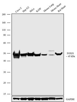 Invitrogen FOXJ1 Polyclonal Antibody 100 &mu;g; Unconjugated:Antibodies,