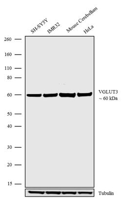 Invitrogen VGLUT3 Polyclonal Antibody 100 &mu;g; Unconjugated:Antibodies,