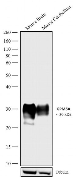 Invitrogen GPM6A Polyclonal Antibody 100 &mu;g; Unconjugated:Antibodies,