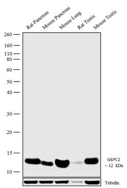G6PC2 Polyclonal Antibody