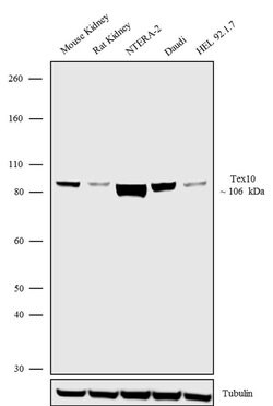 Invitrogen Tex10 Polyclonal Antibody 100 &mu;g; Unconjugated:Antibodies,