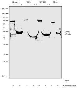 Invitrogen ORM1 Polyclonal Antibody 100 &mu;g; Unconjugated:Antibodies,