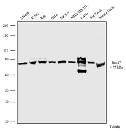 Invitrogen RAD17 Polyclonal Antibody 100 &mu;g; Unconjugated:Antibodies,