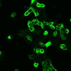 mGluR2 Polyclonal Antibody:Antibodies, Polyclonal