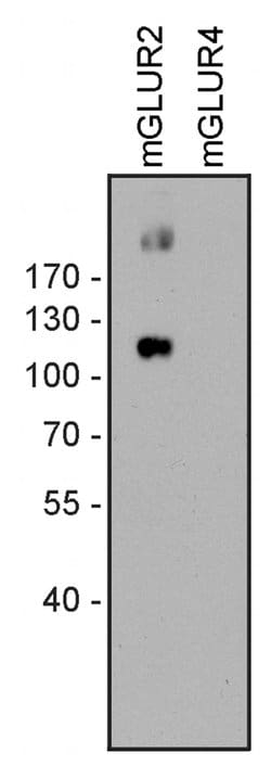 mGluR2 Polyclonal Antibody:Antibodies, Polyclonal