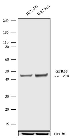 Invitrogen GPR68 Polyclonal Antibody 100 &mu;g; Unconjugated:Antibodies,