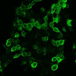 Invitrogen mGluR4 Polyclonal Antibody 100 &mu;g; Unconjugated:Antibodies,