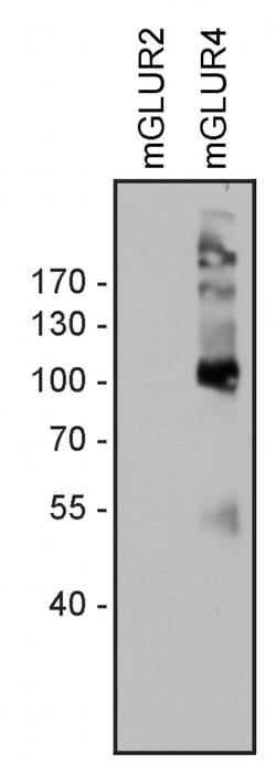 Invitrogen mGluR4 Polyclonal Antibody 100 &mu;g; Unconjugated:Antibodies,