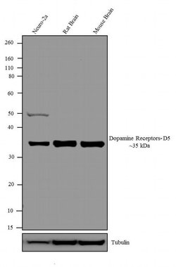 Invitrogen DRD5 Polyclonal Antibody 100 &mu;g; Unconjugated:Antibodies,