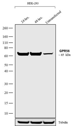 Invitrogen GPR56 Polyclonal Antibody 100 &mu;g; Unconjugated:Antibodies,