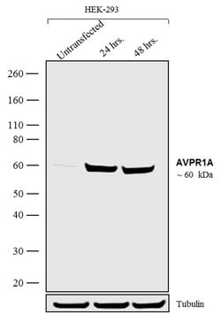 Invitrogen AVPR1A Polyclonal Antibody 100 &mu;g; Unconjugated:Antibodies,