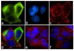 Invitrogen CRHR1 Polyclonal Antibody 100 &mu;g; Unconjugated:Antibodies,