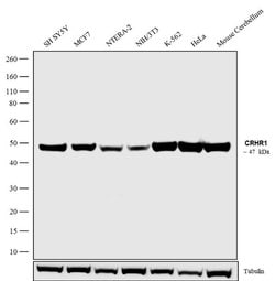 Invitrogen CRHR1 Polyclonal Antibody 100 &mu;g; Unconjugated:Antibodies,
