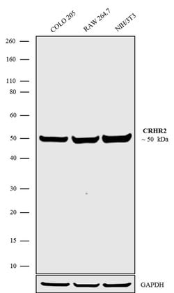 Invitrogen CRHR2 Polyclonal Antibody 100 &mu;g; Unconjugated:Antibodies,