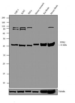 Invitrogen FPR2 Polyclonal Antibody 100 &mu;g; Unconjugated:Antibodies,