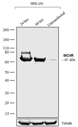 Invitrogen MC4R Polyclonal Antibody 100 &mu;g; Unconjugated:Antibodies,
